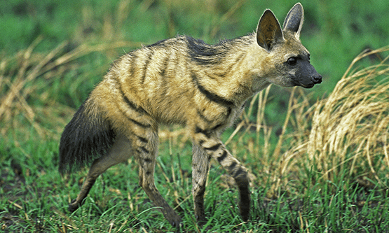 Aardwolf Picture 101