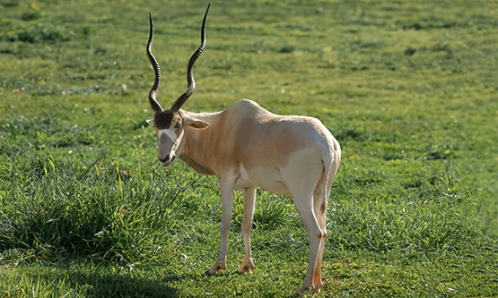 addax picture 101
