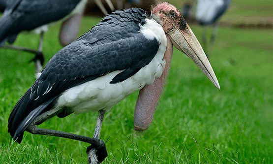 Adjutant Picture 101