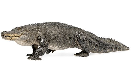 Alligator picture 101