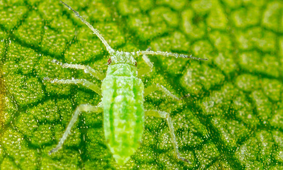 Aphid picture 101