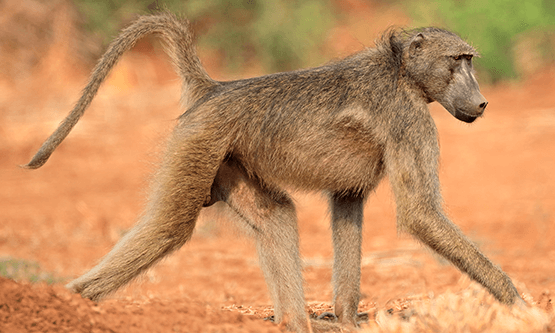 Baboon picture 101