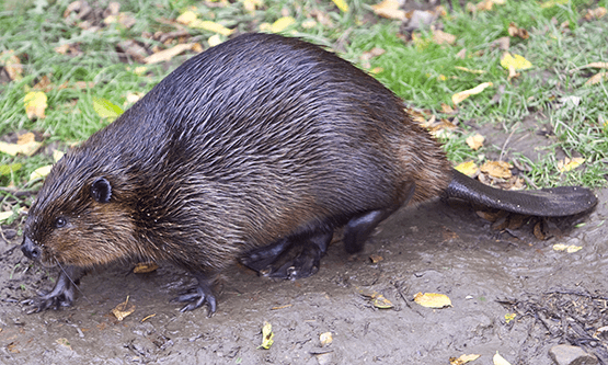 Beaver picture 101