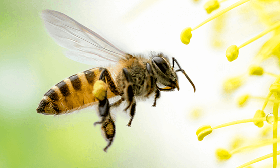 aardvark picture 101