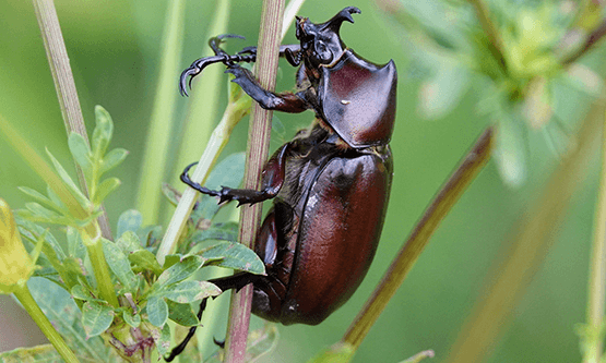 Beetle picture 101