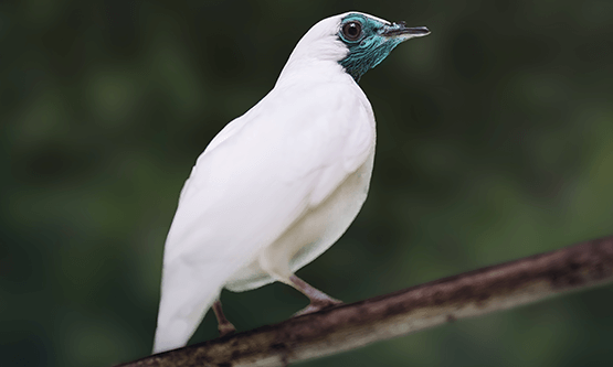 Bellbird picture 101